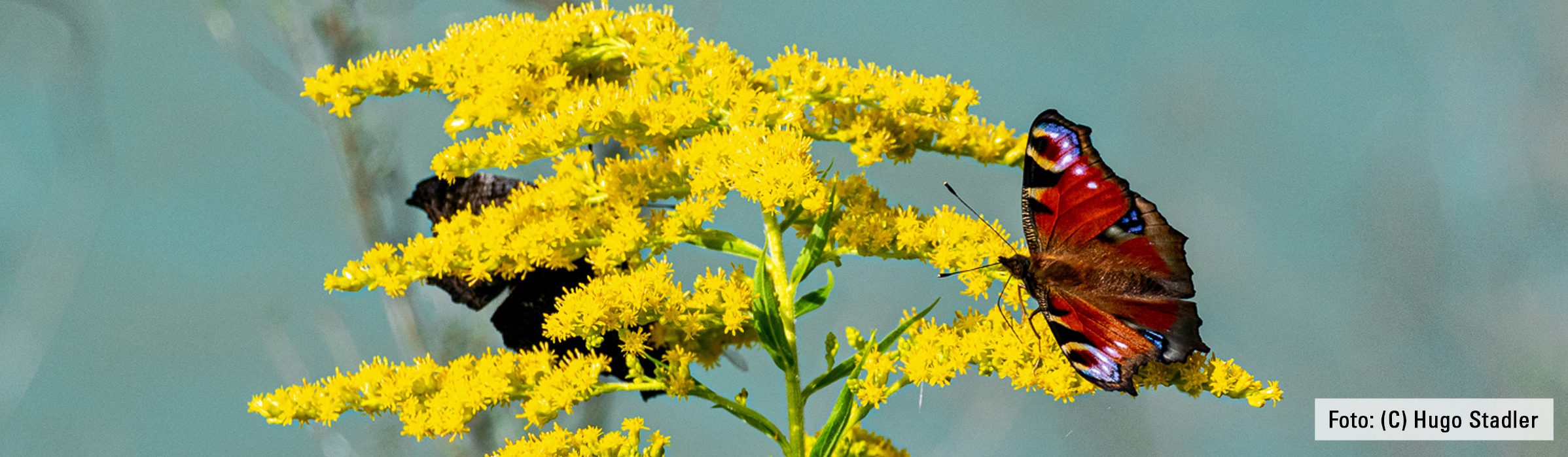 Fotokurs_Moritz_Bilder_2400x700px_2