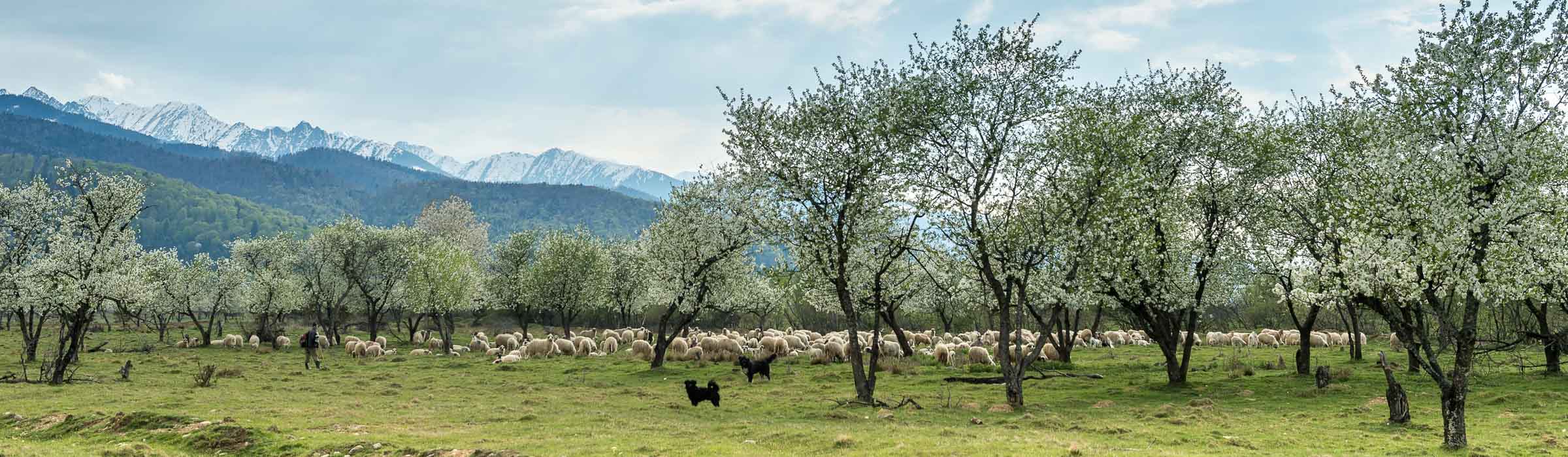 Schafsherde - Fotoreise Siebenbürgen Rumänien