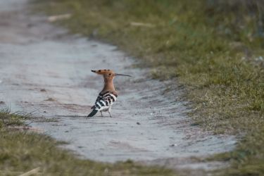 Fotos aus dem Donaudelta