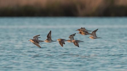 Fotos aus dem Donaudelta