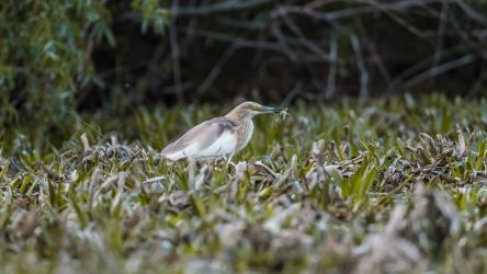 Fotos aus dem Donaudelta