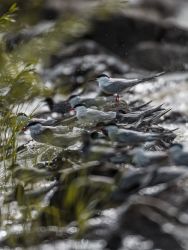 Fotos aus dem Donaudelta