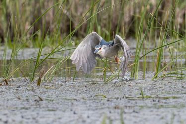 Nachtreiher (Nycticorax nycticorax)