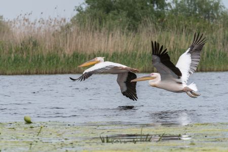 Rosapelikan (Pelecanus onocrotalus)
