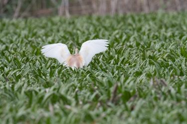 Rallenreiher (Ardeola ralloides)