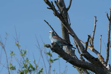 Blauracke (Coracias garrulus)