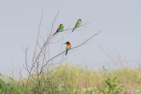 Bienenfresser (Merops apiaster)