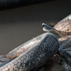 Bachstelze (Motacilla alba)