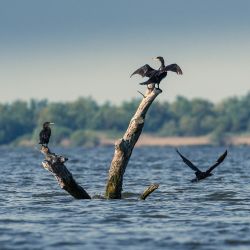 Kormoran (Phalacrocorax carbo)