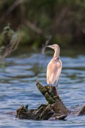 Rallenreiher (Ardeola ralloides)