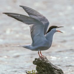 Küstenseeschwalbe (Sterna paradisaea)