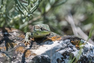 Smaragdeidechse (Lacerta bilineata)